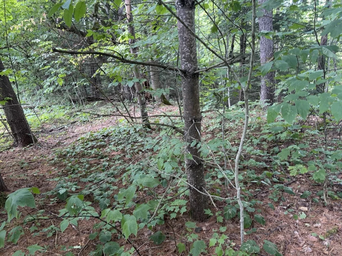Photo of 0 Route 242