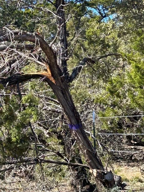 Photo of 21100 Ringtail CV