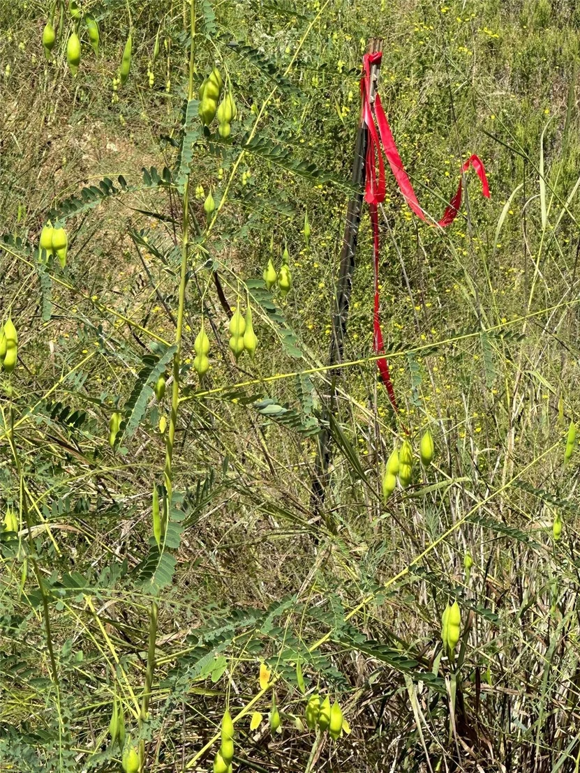 Photo of 210 Long TRL