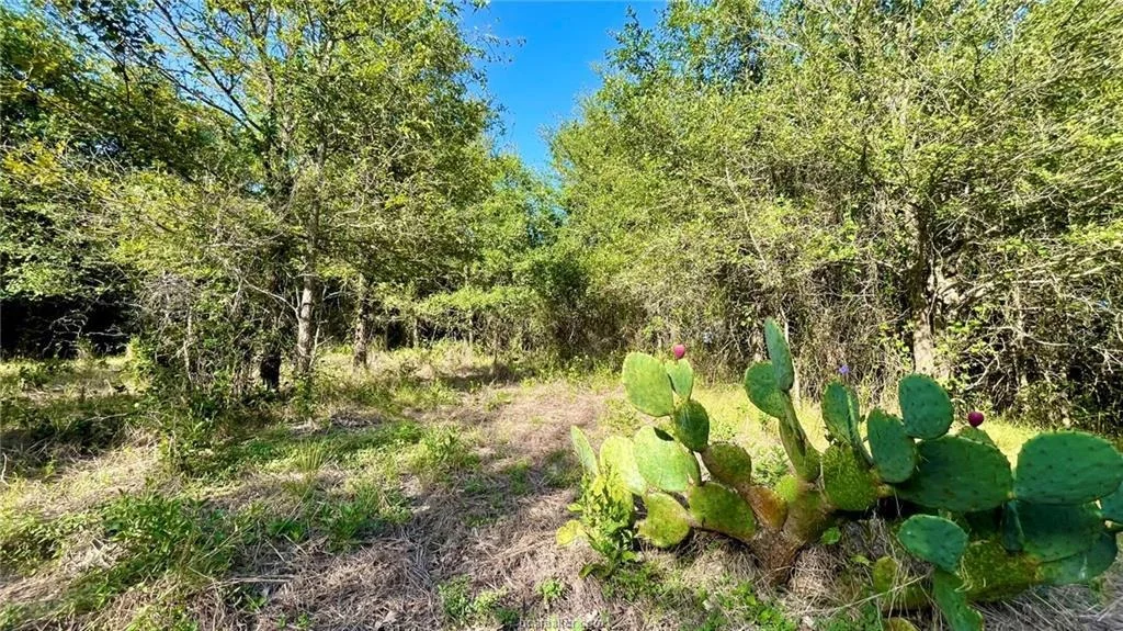 Photo of 750 County Rd 206A (15.5 Acres)