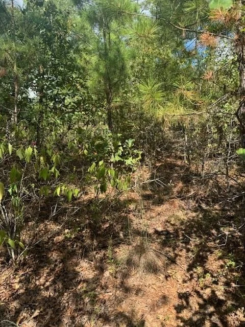 Photo of Lots 1338 and 1339 Tahitian DR
