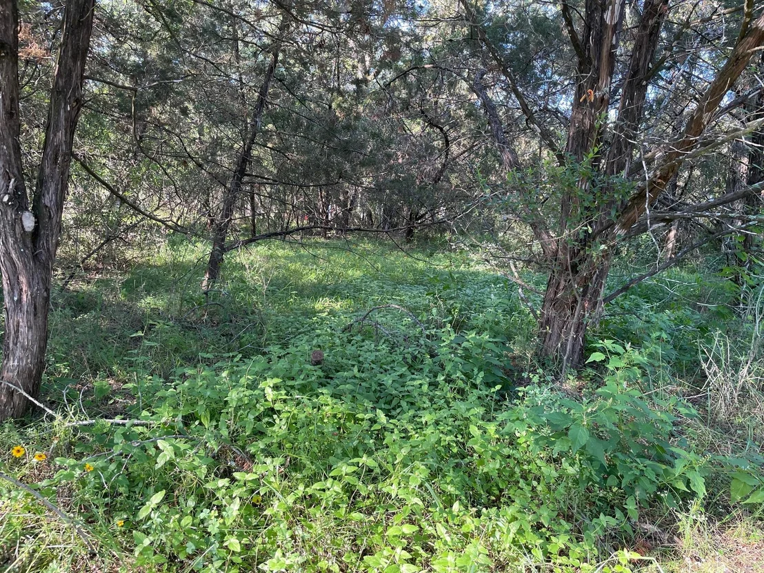 Photo of Lot 423 Indian Summer
