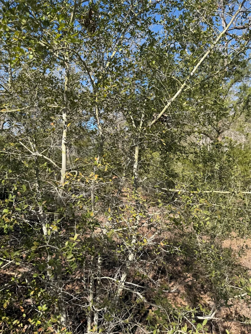 Photo of Lot 109 Wailupe CIR