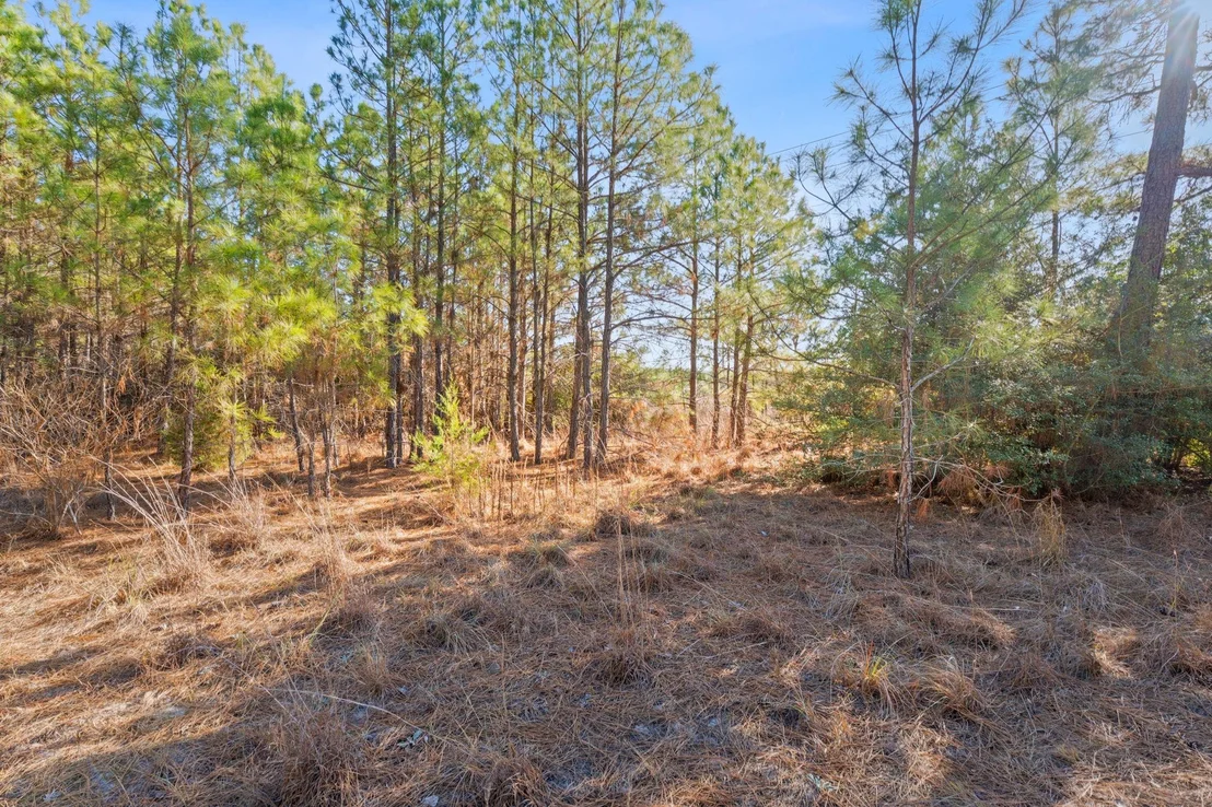 Photo of Lot 65 State Highway 21