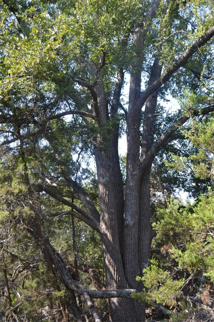 Photo of 1600 Woods LOOP