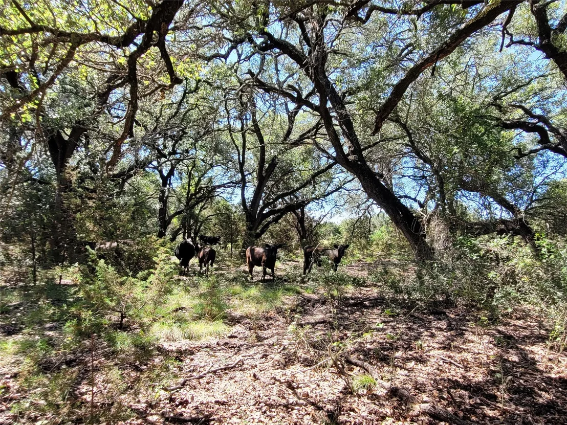 Photo of TBD CR 1139 575 Acres