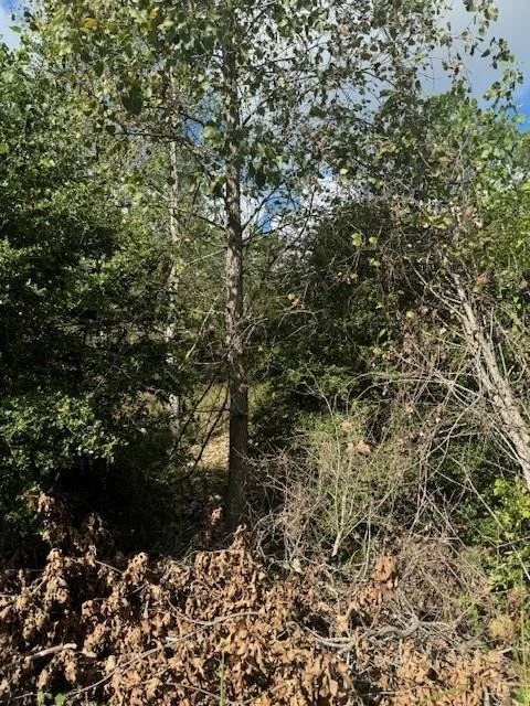 Photo of Lots 1338 and 1339 Tahitian DR