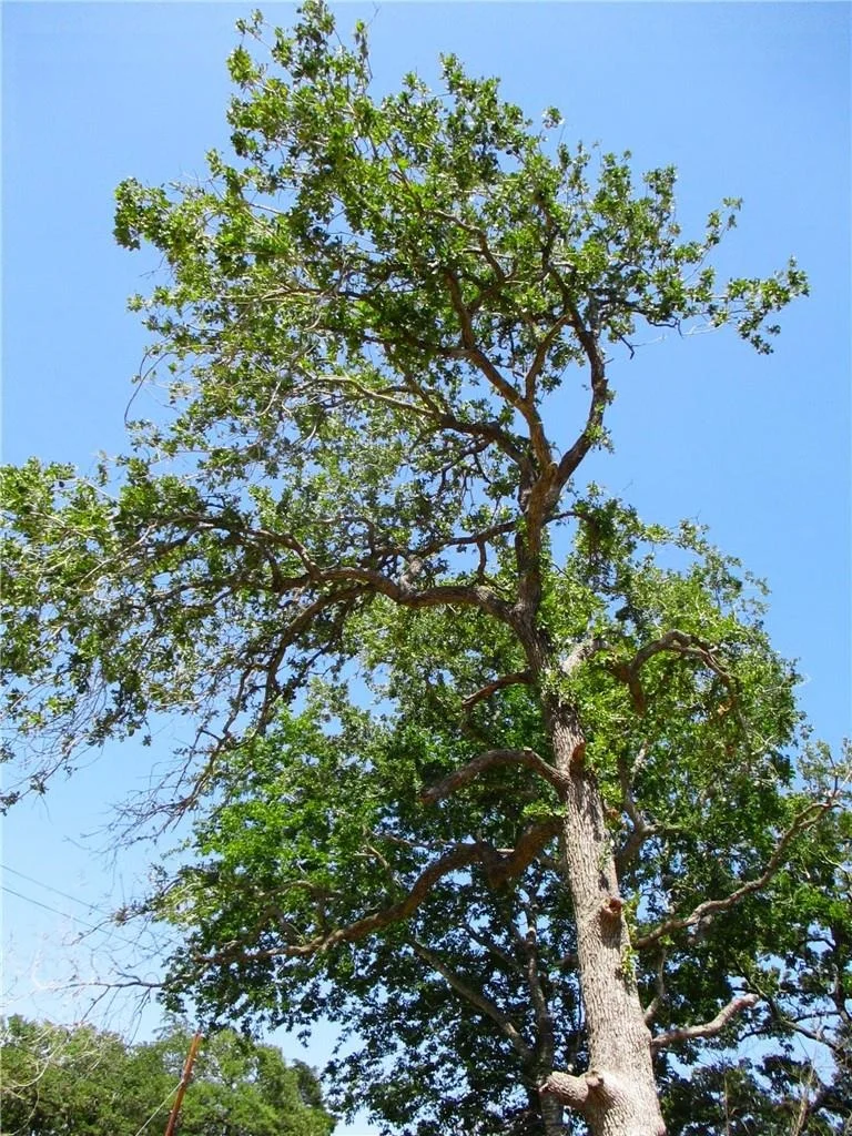 Photo of Lot 37 Moccasin Bend DR
