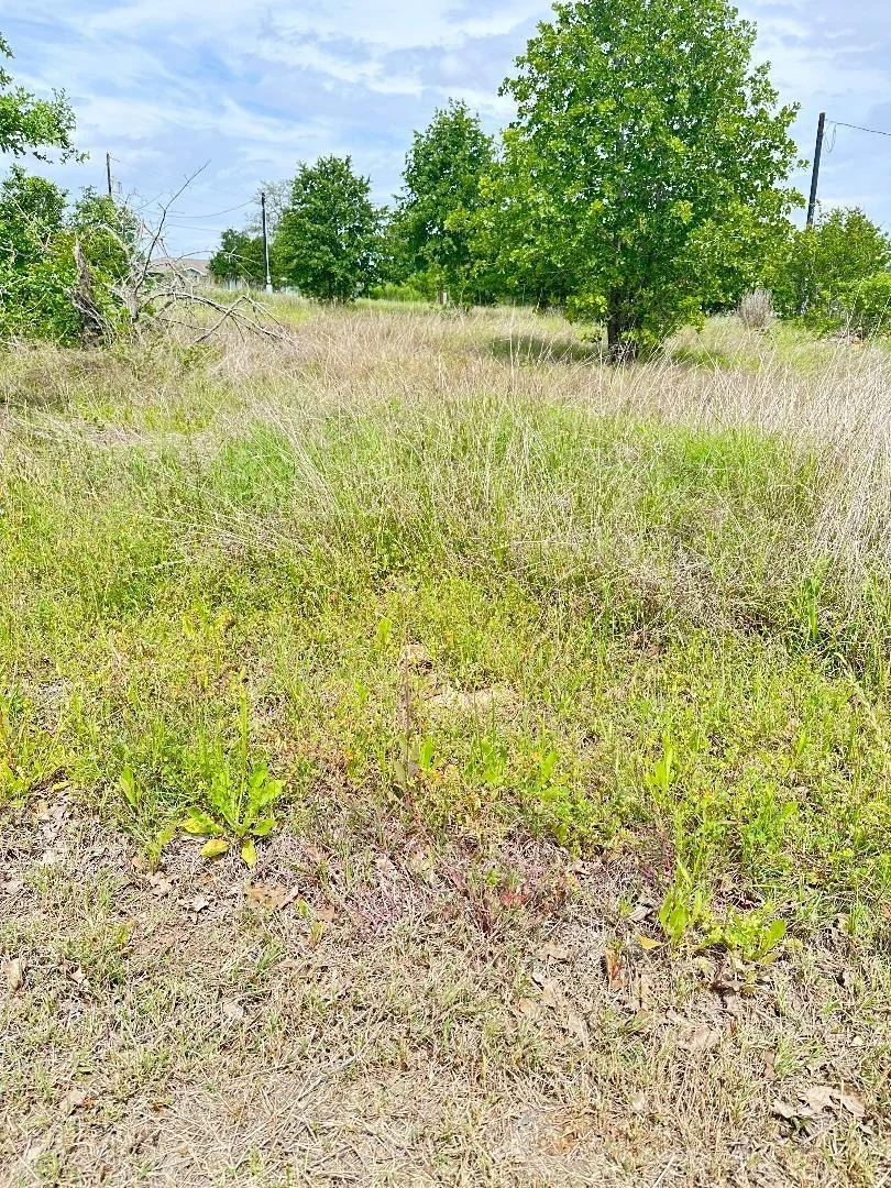 Photo of 126 Wild Bird LOOP