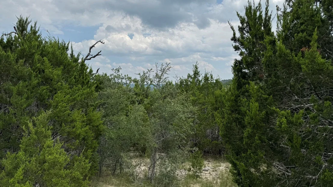 Photo of Lot 645 Wagon Wheel TRL