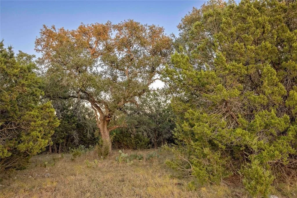 Photo of Lot 69 Mourning Dove LN