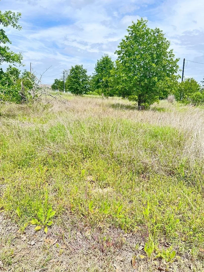 Photo of 138 Wild Bird LOOP