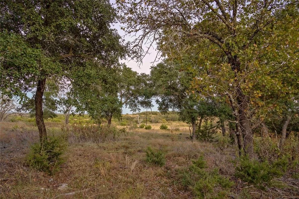 Photo of Lot 69 Mourning Dove LN