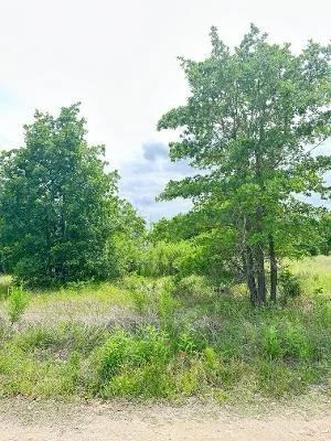 Photo of 138 Wild Bird LOOP