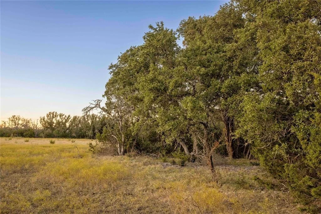 Photo of Lot 69 Mourning Dove LN