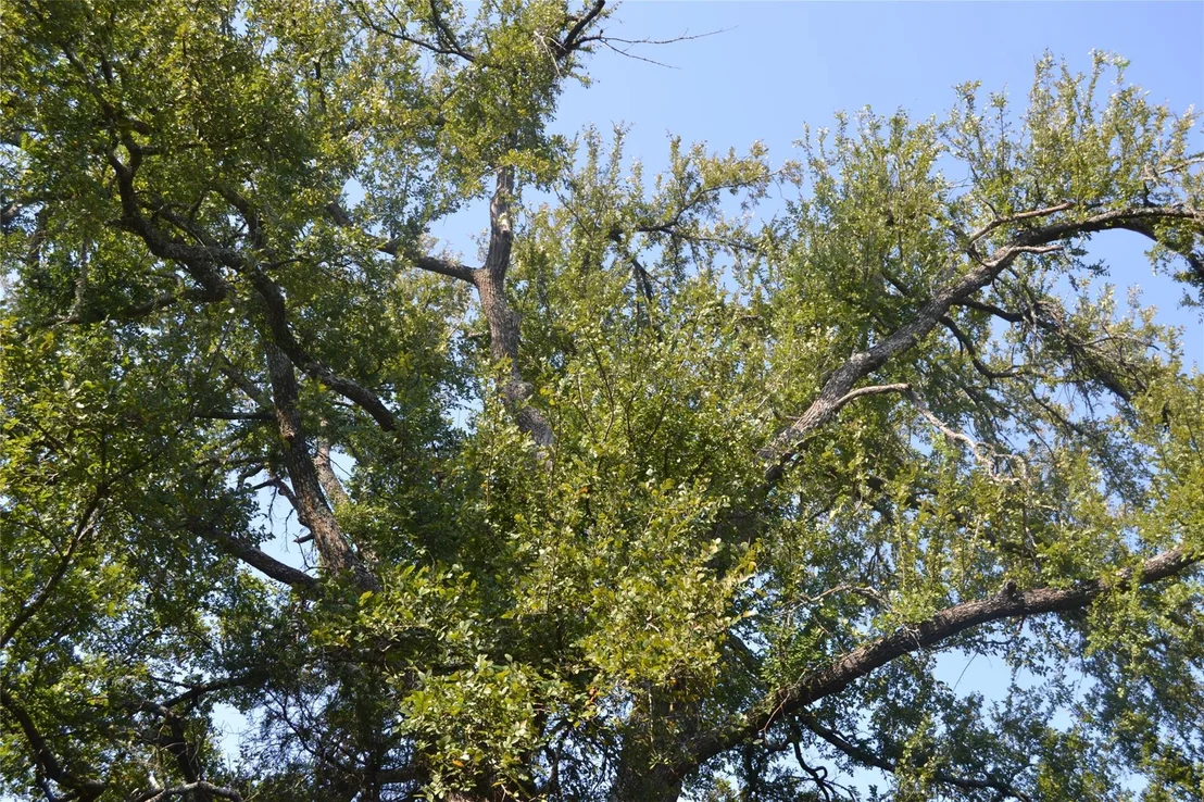 Photo of 1600 Woods LOOP
