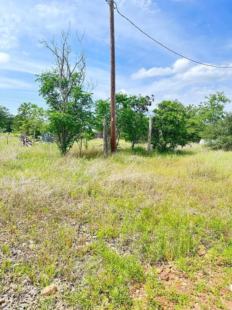 Photo of 138 Wild Bird LOOP