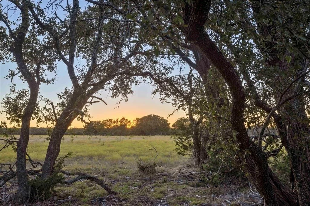 Photo of Lot 69 Mourning Dove LN