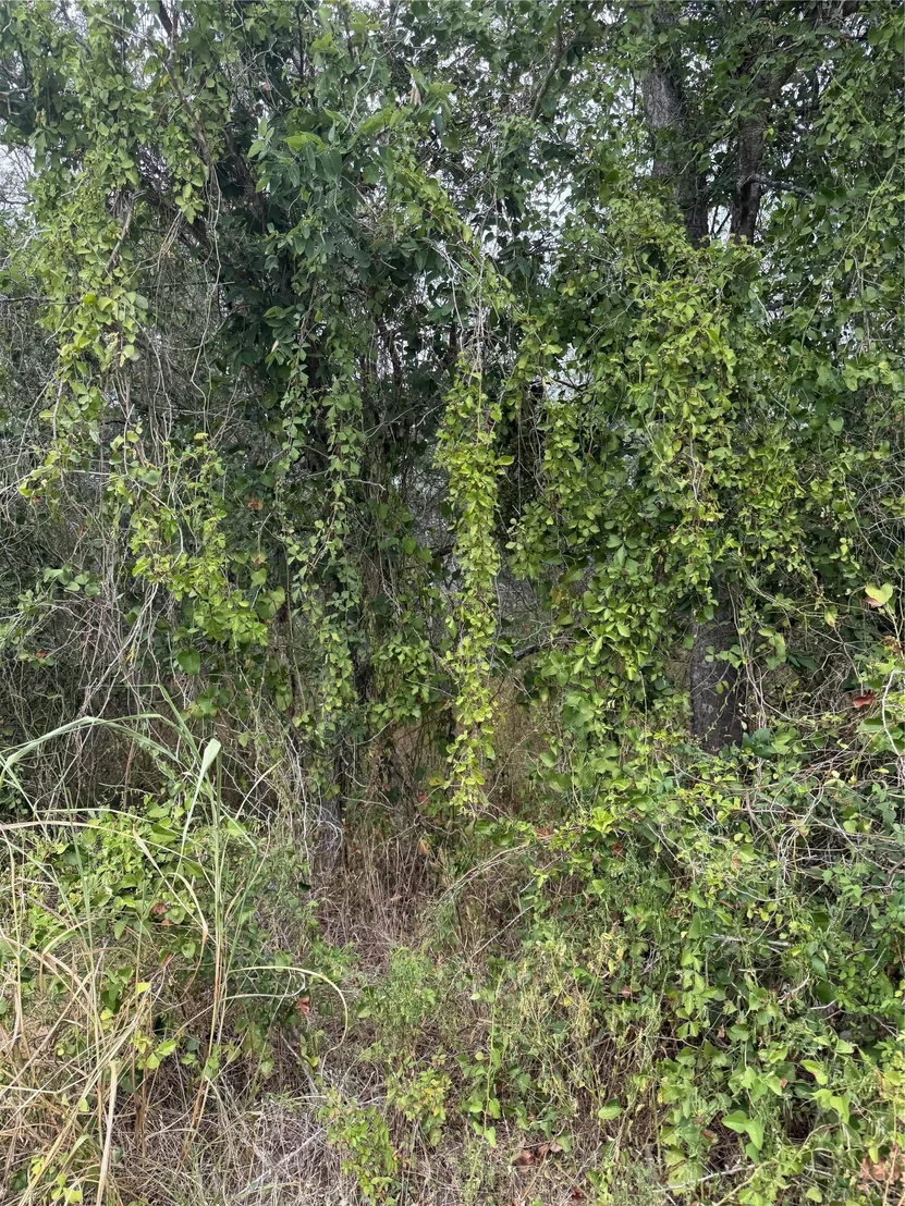 Photo of Lots 451, 452, 453 Heleakala DR