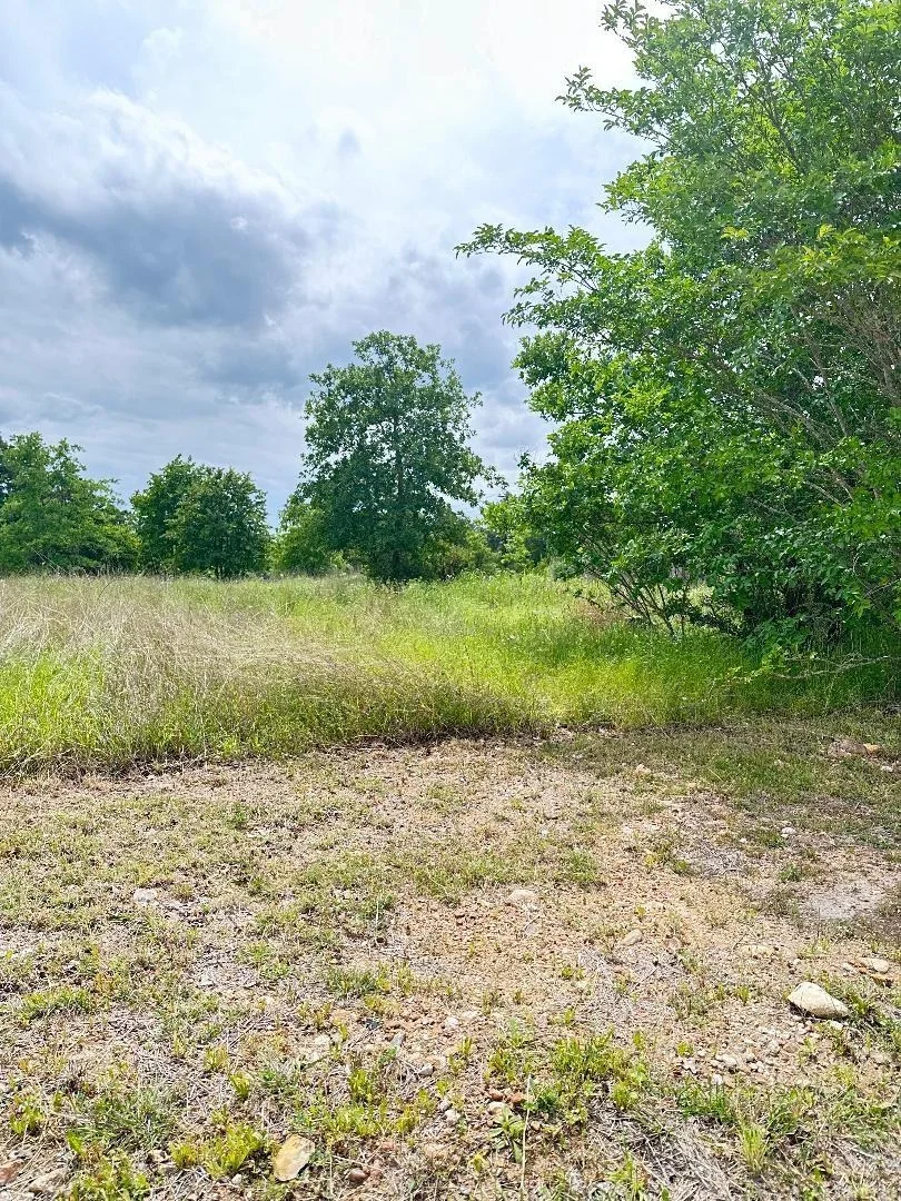 Photo of 136A Wild Bird LOOP