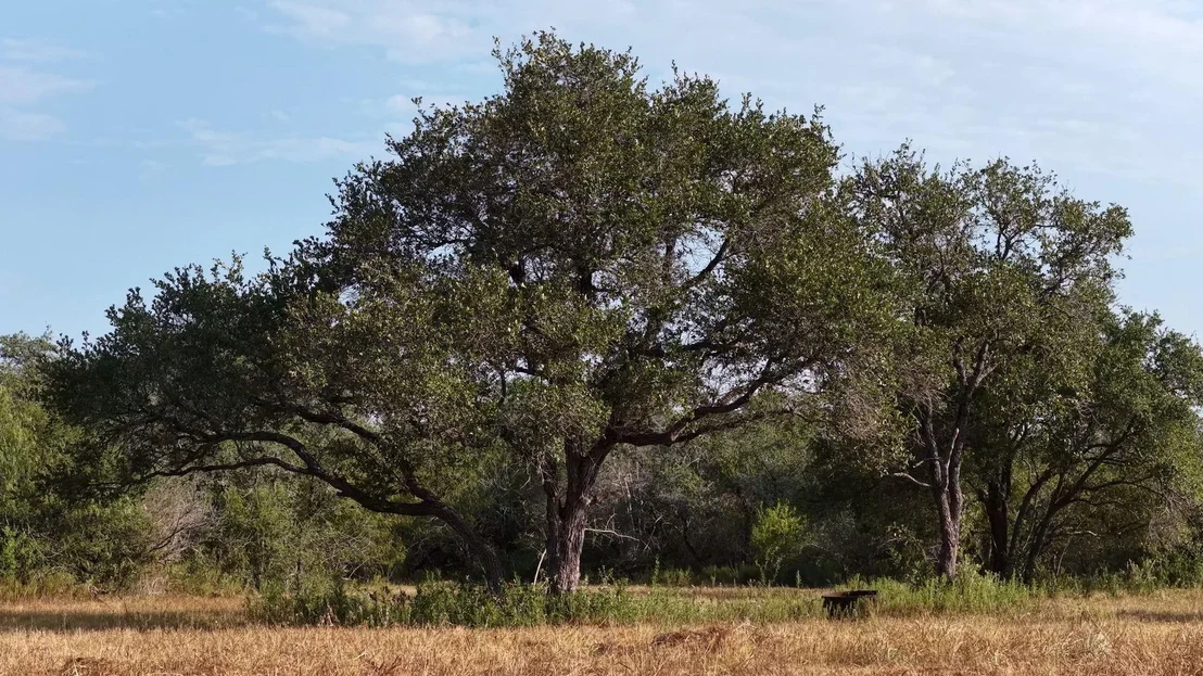 Photo of 251 Old Goliad RD