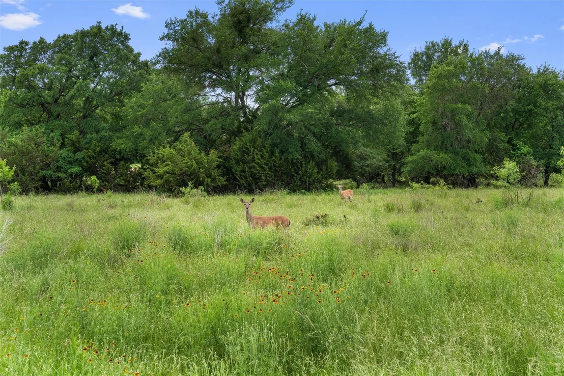 Photo of 233 Crockett LOOP