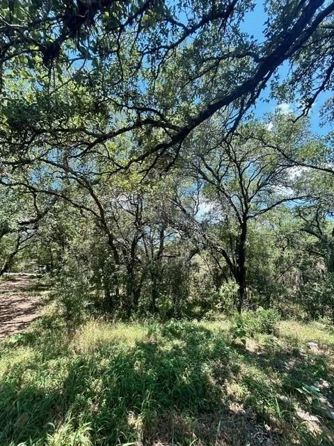 Photo of LOT 448 Indian Summer