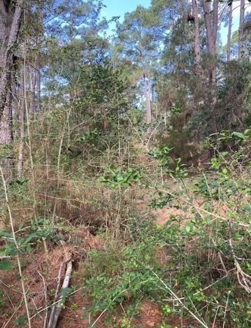 Photo of Lot 93 Papawai DR