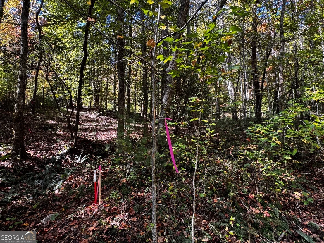 Photo of 6X Laurelwood
