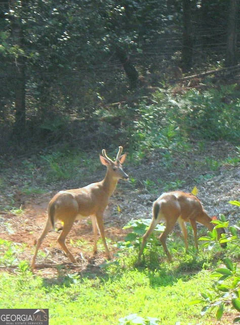 Photo of 6X Laurelwood