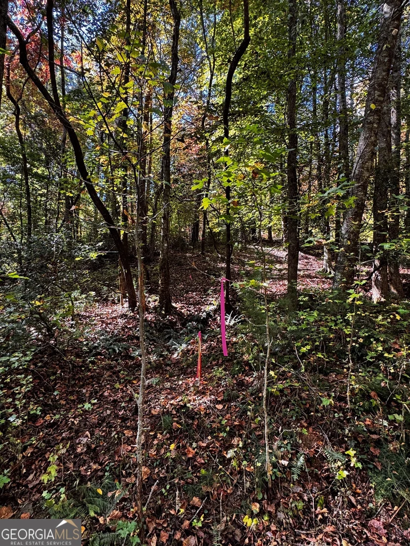 Photo of 6X Laurelwood