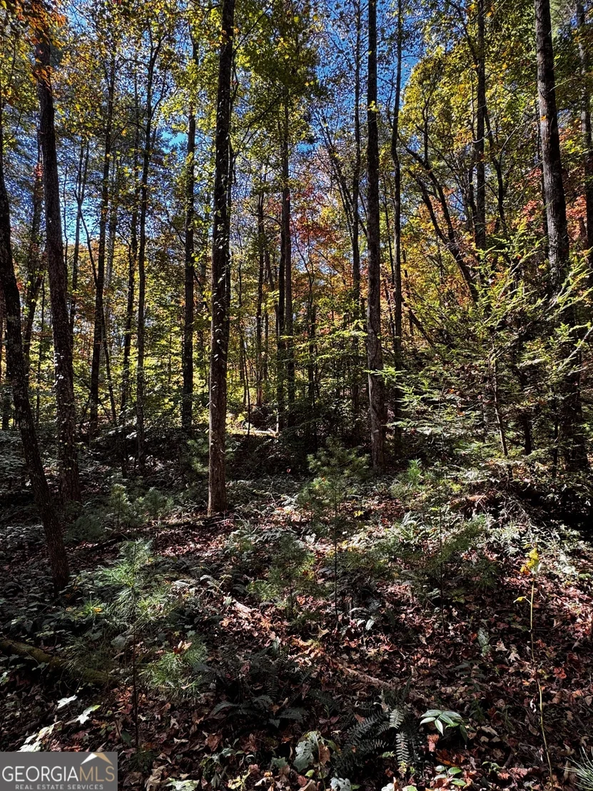 Photo of 6X Laurelwood