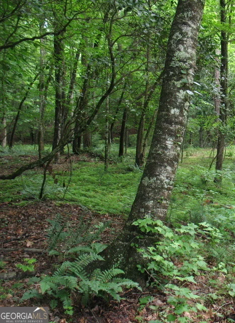 Photo of 6X Laurelwood
