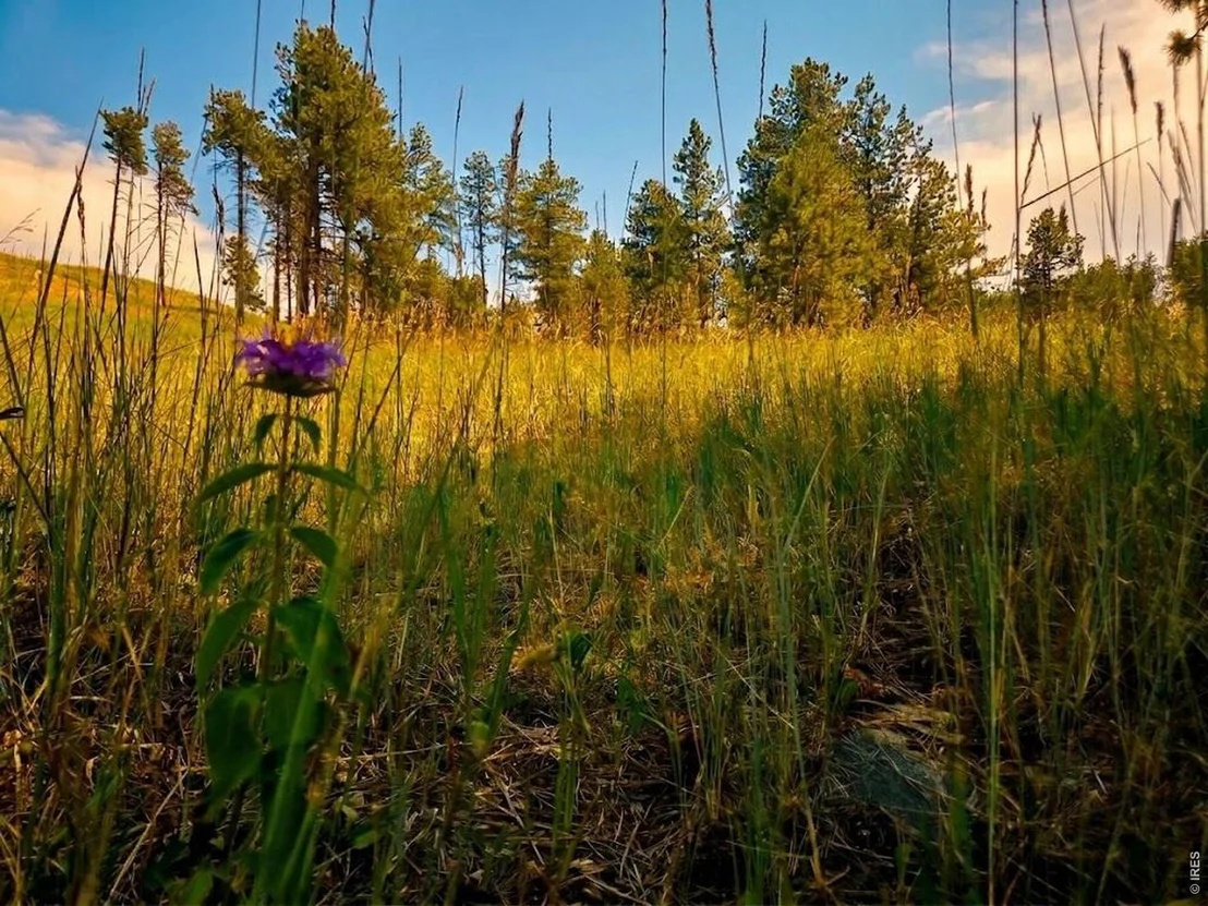 Photo of 620 Davis Ranch Rd