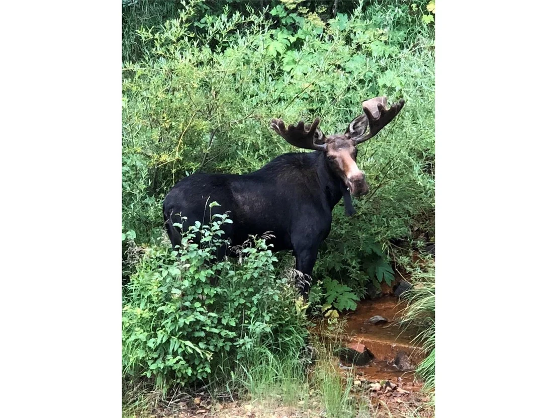 Photo of 1430 Lower Travis Gulch Rd