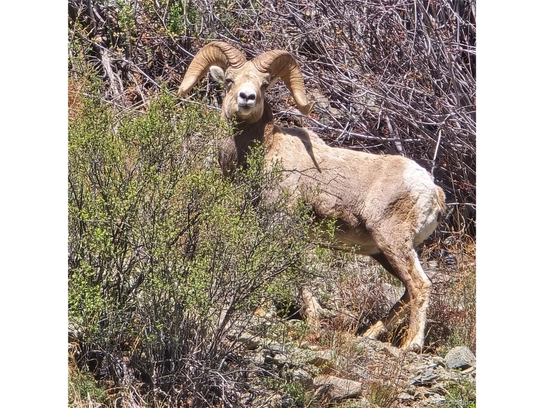 Photo of 11297 General Sherman