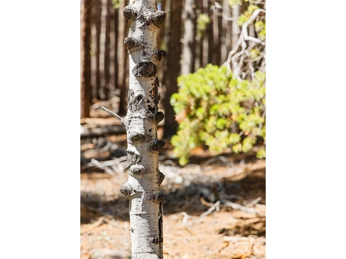Photo of 0 Spruce Way