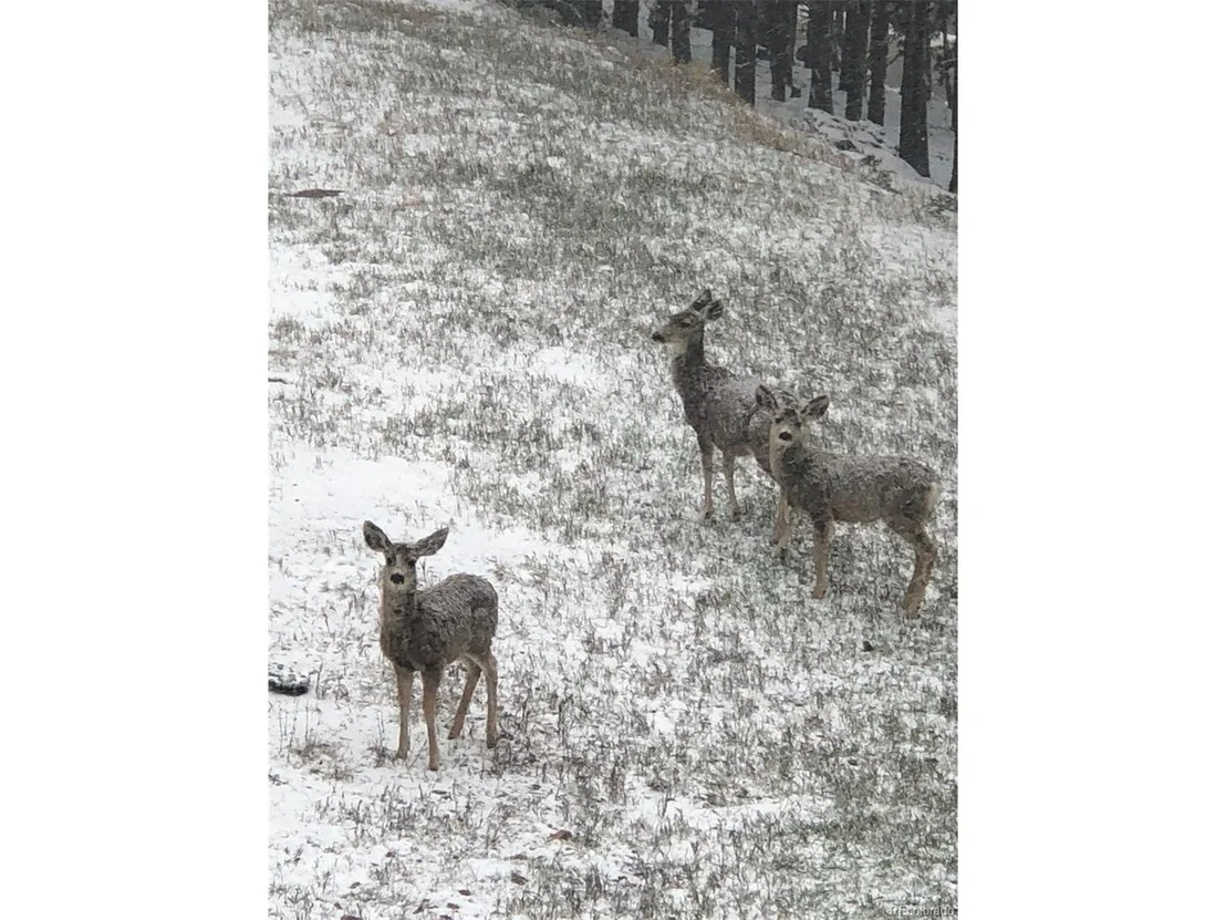 Photo of 11285 Bear Run Trl