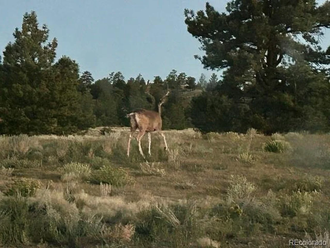 Photo of 8591 Black Beaver Rd