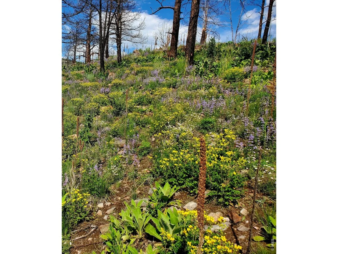 Photo of 957 Stringtown Gulch Rd