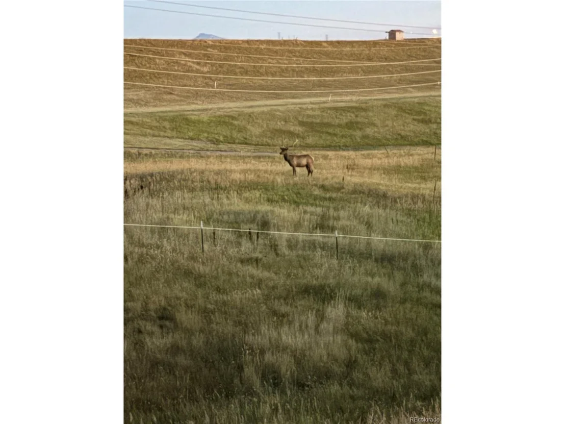 Photo of 10837 Bear Cub Dr