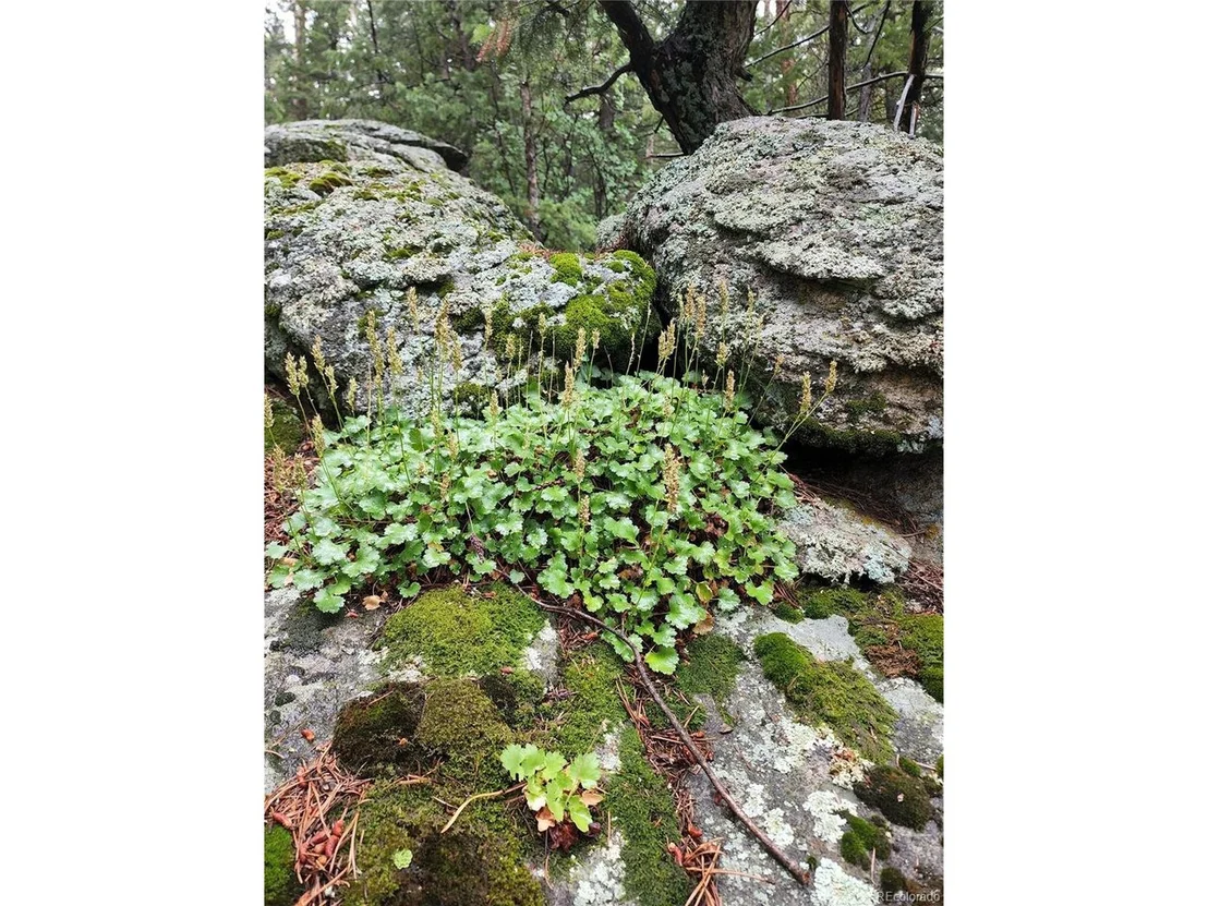Photo of 31429 Burke Rd