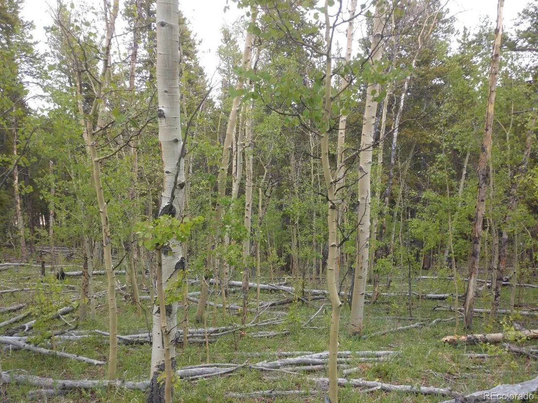 Photo of 317 Ski Doo Rd