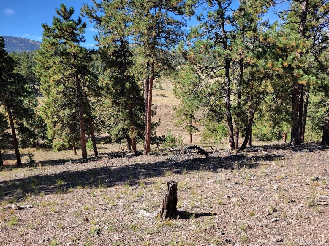Photo of 1321 Bristlecone Rd