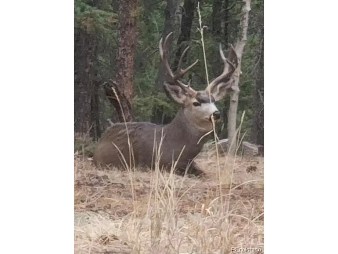 Photo of 78 Columbine Rd
