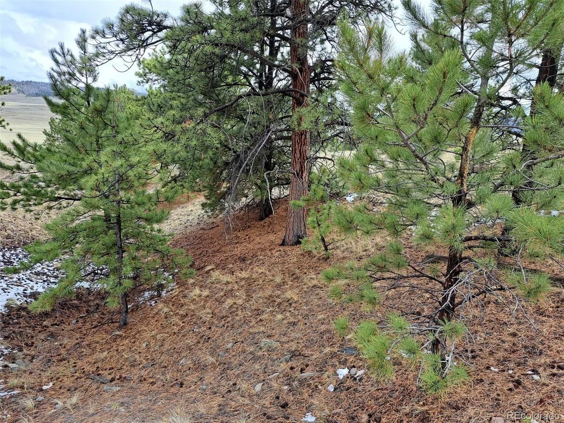 Photo of 783 Remuda