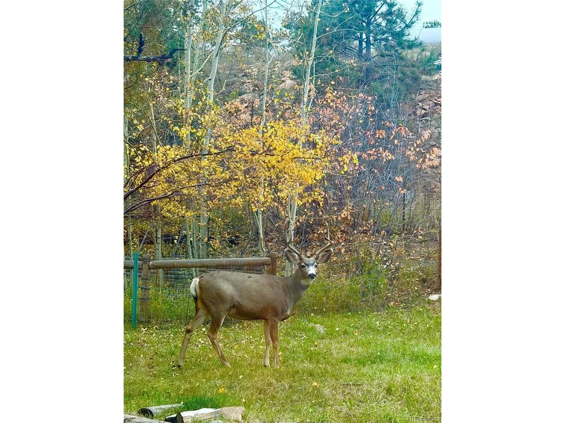 Photo of 27131 Log Trl