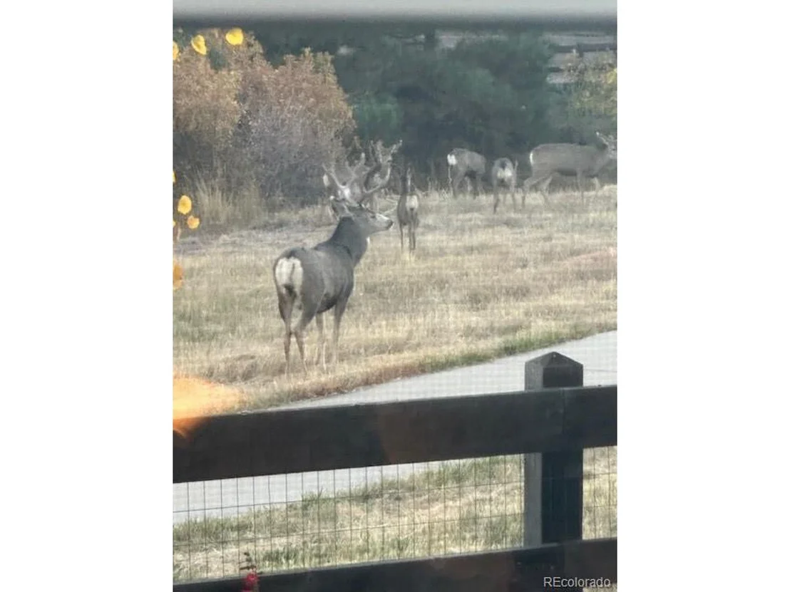 Photo of 3395 Starry Night Loop