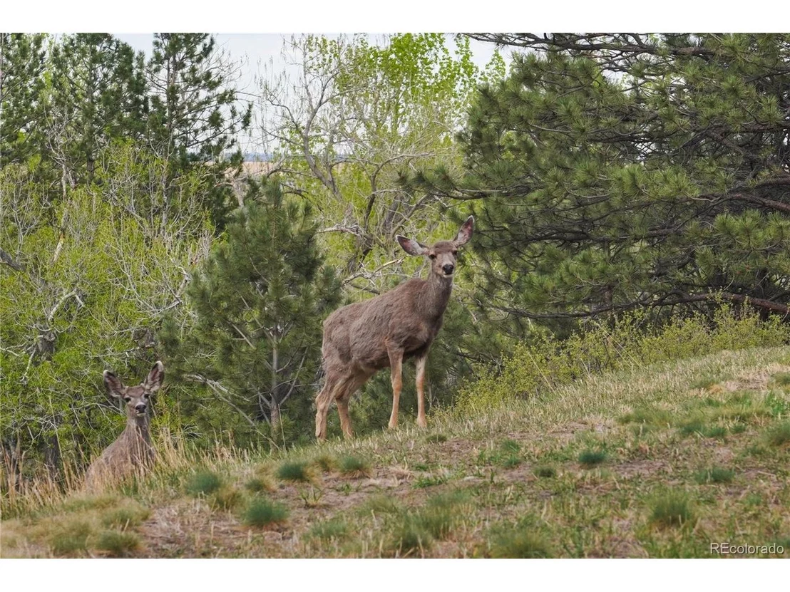 Photo of 8664 Middle Fork Rd