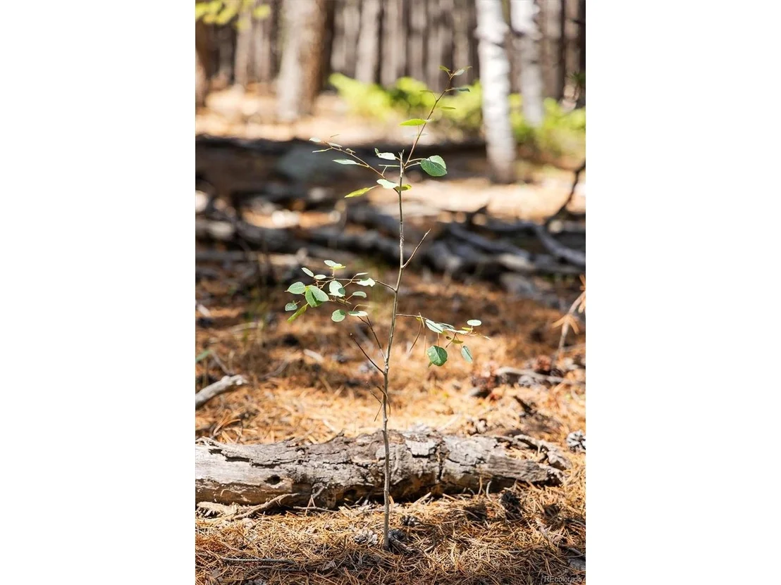 Photo of 0 Spruce Way